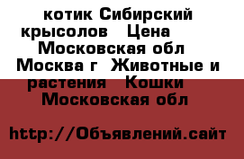  котик Сибирский крысолов › Цена ­ 10 - Московская обл., Москва г. Животные и растения » Кошки   . Московская обл.